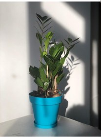Resim Zamia - Zamioculcas - Zeze Çiçeği 