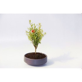 Resim Bodur Süs Narı - Punica Granatum "nana" Gri Beton Saksıda 3 Adet 