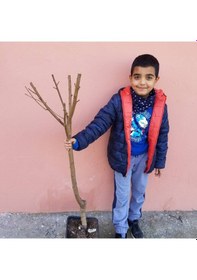 Resim 4 Yaş Aşılı Şeftali Fidanı Cresthaven. Saksıda 