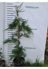 Resim 3 Yaş Aşılı Leylandi Çam Fidanı 