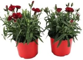 Resim Kadınlar Günüze Özel Avantajlı Ürün Kokulu Kırmızı Karanfil Çiçeği 15-25Cm 