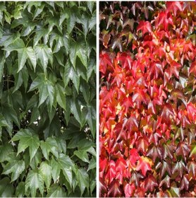 Resim Tüplü Amerikan Parthenocissus Sarmaşık Fidanı 90-120 Cm 