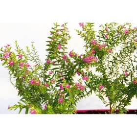 Resim Kufeya Cennet Çiçeği Pembe Balkon Saksısında 5 Adet 