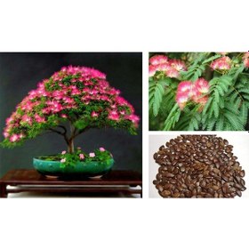 Resim GÜLİBRİŞİM AĞACI TOHUMU 50 ADET ( BONSAİ TÜRÜ ) 