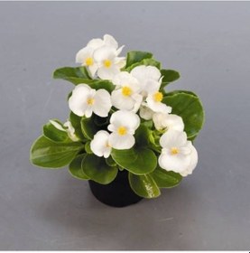 Resim Begonya Çiçeği 15 Adet - Beyaz - Pembe Ve Kırmızı Renk 