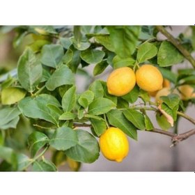 Resim Yediveren Limon Fidanı 2 Adet - 3 Yaş Tüplü Fidan 