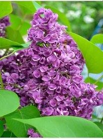 Resim Videolu Mis Kokulu Leylak Fidanı 60-80 Cm Saksılı/Tüplü Dış Mekan Bitkileri Lilac 