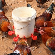 Resim 5 adet Otomatik Kuş Su İçeriği, Kendi Doldurulan Tavuk Su İçeriği, Plastik, Elektrik veya Pil Gerektirmez, Kuşlar, Tavuklar, Ördekler, Kazlar, Gençler, Tavşanlar, Kuşlar İçin İçme Kupa 