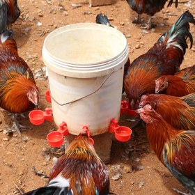 Resim 5 adet Otomatik Kuş Su İçeriği, Kendi Doldurulan Tavuk Su İçeriği, Plastik, Elektrik veya Pil Gerektirmez, Kuşlar, Tavuklar, Ördekler, Kazlar, Gençler, Tavşanlar, Kuşlar İçin İçme Kupa 