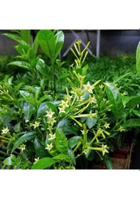 Resim Melisa Çiçeği Fidanı 5 Adet - Cestrum Nocturnum N11.583 