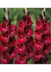 Resim Bizet Gladiolus Glayör Çiçeği Soğanı 2 Adet 