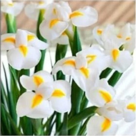 Resim Erdo Ticaret 20 Adet Golden Beauty Iris Süsen Karışık Renkli Soğanı 