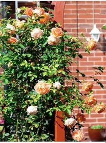 Resim Videolu Sarmaşık Gül Turuncu Renkli(60 80 Cm)1 Adet Saksılı Aşılı Gül Orange Rose 