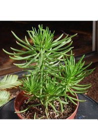 Resim Senekio Barbertonicus Himalaya - 10 Adet Sukulent - Teraryum Bit 