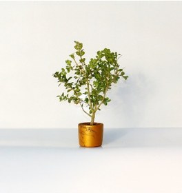 Resim Bonsai Buxus Turuncu Saksıda 2 Adet 