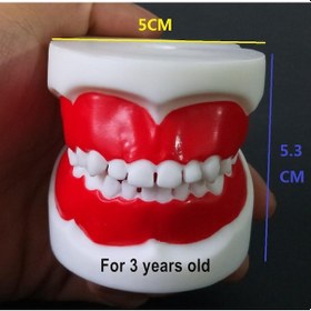 Resim 1 Adet Çocuklar İçin Diş Eğitim Modeli/Standart Diş Çocuk Diş Modeli Çocuk Diş Diş Modeli Öğretim Eğitim Ağız Bakımı 1 Piece For 3 Years Old 