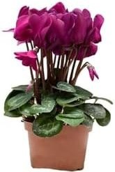 Resim Hediyelik Fuşya Renk Sıklamen Çiçeği Sevgililer Gününe Özel Sukulent Hediyeli, BTS001NA2854 