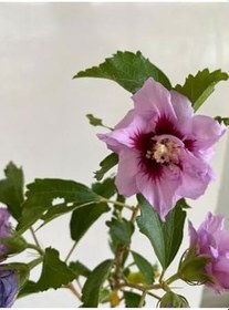 Resim Hatmi Çiçeği Ağaç Fidanı 1 Adet Saksılı 40-60Cm (Althaea Officinalis) 
