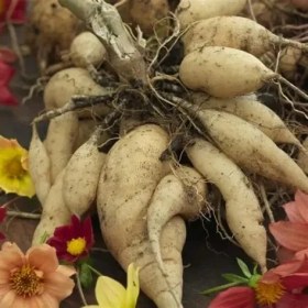 Resim CSY 6 Adet Lacivet Beyaz Yıldız Dahlia Yumrusu Soğanı Çimlenme Garantili ...tek Parça.. 