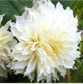 Resim İri Çiçekli White Lace Dahlia Yıldız Çiçeği Yumrusu 1 Adet 