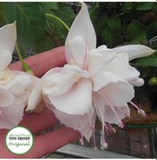 Resim Xxl İri Çiçekli White King Beyaz Küpeli Çiçeği Fidesi 1 Adet 