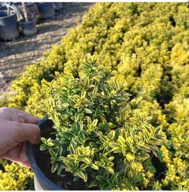 Resim 10 Adetaltuni Çıtır Taflan Saksıda. 15-20 Cm. Çok Dallı 