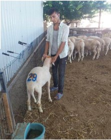 Resim Hayvan Numara Işaretleme Damga Seti 