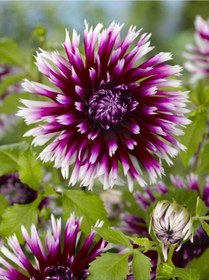 Resim 2 Adet Mor-Beyaz Kırçıl Yıldız Çiçeği Soğanı (Dahlia) - ADAFDN0387 