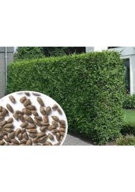 Resim 20 Adet Tohum Hobi Bahçe Villa Yeşil Çit Mazı Tohumu Hediye Tohum 