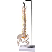 Resim Genel Markalar Tam Boy Femur Eklemli Omurga Iskeleti 45 Cm (OMURİLİK VE SİNİR MODELİ) Model 37 