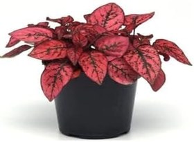 Resim Çok Avantajlı Zarif Kırmızı Yapraklı Hostes Çiçeği Sevgililer Gününe Özel Kurdele Çiçeği Hediyeli 