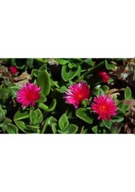 Resim 10'lu Kırmıı Buz Çiçeği Fidesi 5-15 Cm Tüplü Çiçekli Bodur Bitkiler Mesembryanthemum 
