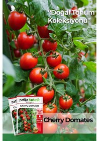 Resim Yerli Ata Cherry Domates Tohumu 80 Adet 