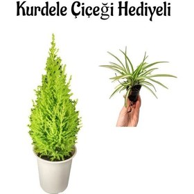 Resim Bitkim Sende Limon Kokulu Limon Çamı Sevgililer Gününe Özel Kurdele Çiçeği 