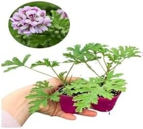 Resim Yoğun Kokulu Itır + Pembe Gül Fidanı (10-15 Cm) Saksılı Dış Mekan Bitkileri, BTSNU2102202403 