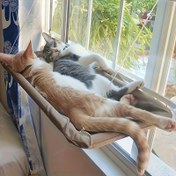 Resim 1 adet Rahat Kedi Pencere Perçesi - Kediler için Hamak Yatağı, Dayanıklı PVC Malzeme, Asılması Kolay, Güneş Batması ve Rahatlamak İçin İdeal, Sıcaklık ve Konfor Sağlar, Kedi Hamak 