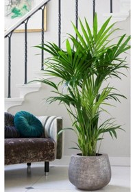 Resim Kentya palmiyesi – Kentia Palm 100-120 cm 
