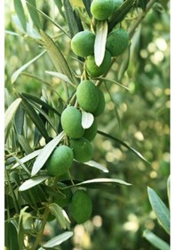 Resim 2 Adet - Sofralık Gemlik Zeytin Fidanı 1 Metre Boy 3 Yaş 