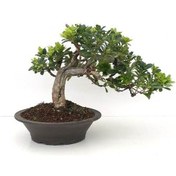 Resim Bonsai Pitosporum Seti Fidan+Bonsai Saksı+Toprak +Bitki Besini 