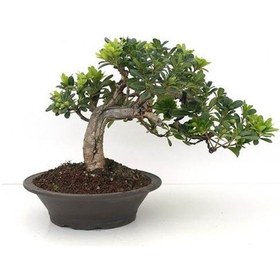 Resim Bonsai Pitosporum Seti Fidan+Bonsai Saksı+Toprak +Bitki Besini 