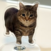 Resim 2D Düz - [2D Düz] 2D 360 Derece Dönen Oiiai Kedi Meme Levhası - Eğlenceli Akrilik Masaüstü Dekoru Ev ve Ofis İçin, Sevimli Kahverengi Kedi Tasarımı ile Rahatlayın, Çok Amaçlı Tatil Dekorasyonu, Kedi Dekoru 