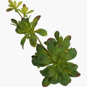 Resim İki Başlı Dudleya Sukulent Dal 30X14X16cm 