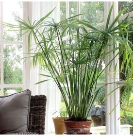 Resim Japon Şemsiyesi - Cyperus Alternifolius 20-40 cm 