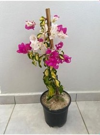 Resim Alaca Yaprak Çift Renk Pembe - Beyaz Begonvil Çiçeği Fidanı 