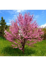 Resim Erguvan Fidanı 3 Adet - Cercis Siliquastrum 