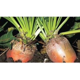 Resim Hayvan Pancarı Yemlik Pancar Tohumu 500 GR 