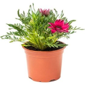 Resim Pembe-kırmızı-sarı Renk Gazanya Çiçeği 3 Adet Saksılı 10-20cm Balkon Çiçeği 