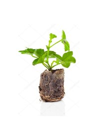 Resim Videolu 2'li Karışık Renk Özel Sardunya Fidesi 10-20 Cm Tüplü Çiçekli Bodur Bitkiler Geranium 