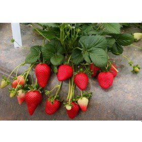 Resim 50 Adet Çilek Fidesi Yediveren Rubigen 12 Ay Dikim 