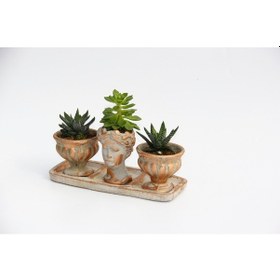Resim TRİO HELEN ORANGE SUKULENT SETİ - Haworthia Pumila, Echeveria 